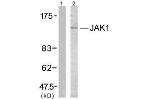 Western blot analysis of extracts from MCF7 cells using JAK1 (Ab-1022) antibody (E021119). (JAK1 antibody)