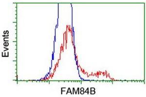 HEK293T cells transfected with either RC207996 overexpress plasmid (Red) or empty vector control plasmid (Blue) were immunostained by anti-FAM84B antibody (ABIN2453921), and then analyzed by flow cytometry. (FAM84B antibody)