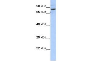 Western Blotting (WB) image for anti-serine Palmitoyltransferase, Long Chain Base Subunit 2 (SPTLC2) antibody (ABIN2459217) (SPTLC2 antibody)