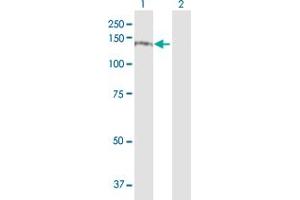 Western Blot analysis of ITGA4 expression in transfected 293T cell line by ITGA4 MaxPab polyclonal antibody. (ITGA4 antibody  (AA 1-1032))