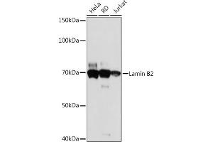 Western blot analysis of extracts of various cell lines, using Lamin B2 Rabbit mAb (ABIN1679310, ABIN3019324, ABIN3019325 and ABIN7101750) at 1:1000 dilution.