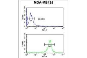 EXTL3 Antibody (N-term) (ABIN652990 and ABIN2842629) flow cytometric analysis of MDA-M cells (bottom histogram) compared to a negative control cell (top histogram). (EXTL3 antibody  (N-Term))