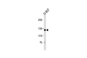 SGOL2 Antibody (Center) (ABIN1881800 and ABIN2838980) western blot analysis in U-937 cell line lysates (35 μg/lane). (SGOL2 antibody  (AA 391-419))