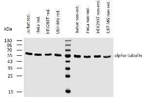 Western blotting analysis of human alpha-tubulin using mouse monoclonal antibody TU-02 on lysates (50 mM TRIS-Cl pH  6. (alpha Tubulin antibody)