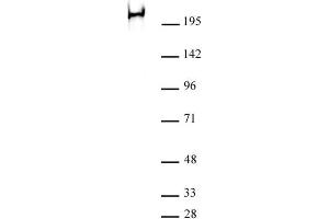 RNA pol II phospho Ser2 antibody (mAb) (Clone 3E7C7) tested by Western blot. (Rpb1 CTD antibody  (Ser2))