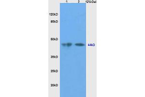 L1 mouse testis lysates, L2 mouse liver lysates probed with Anti-SHBG Polyclonal Antibody, Unconjugated (ABIN738771) at 1:200 in 4 °C.
