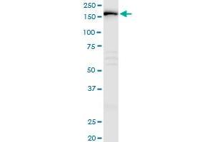 IQGAP3 MaxPab polyclonal antibody. (IQGAP3 antibody  (AA 1-1631))
