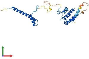 AlphaFold protein structure predicition of Human Recombinant CCDC103 Protein, UniprotID Q8IW40 (CCDC103 Protein (AA 1-242) (His tag))