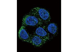 Confocal immunofluorescent analysis of NOS3 Antibody (N-term) (ABIN652267 and ABIN2841142) with HepG2 cell followed by Alexa Fluor 488-conjugated goat anti-rabbit lgG (green). (ENOS antibody  (N-Term))