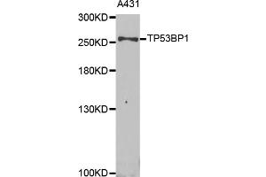 Western blot analysis of extracts of A-431 cells, using TP53BP1 antibody (ABIN5973380) at 1/1000 dilution.