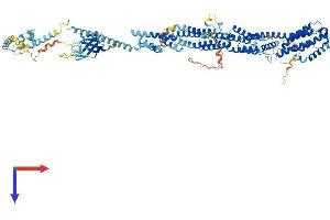 Exocyst Complex Component 2 (EXOC2) (AA 1-924) protein (His tag)