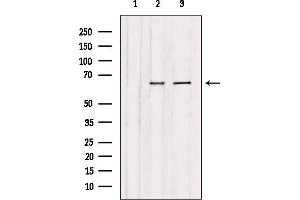 Western blot analysis of extracts from various samples, using CAF1B Antibody. (CHAF1B antibody  (N-Term))