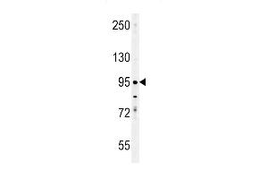 EN Antibody (C-term) (ABIN652020 and ABIN2840500) western blot analysis in K562 cell line lysates (35 μg/lane). (Enamelin antibody  (C-Term))