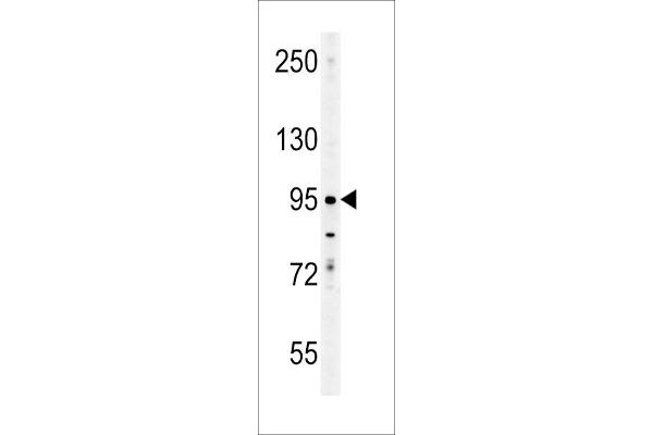 Enamelin antibody  (C-Term)