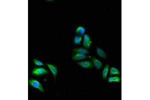 Immunofluorescence (IF) image for anti-Fatty Acid Desaturase 1 (FADS1) (AA 1-121) antibody (ABIN7152606)