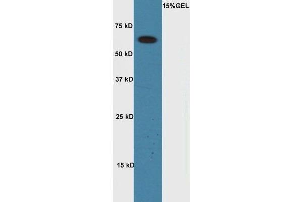 Cyclin A1 antibody  (AA 211-310)