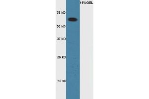 Lane 1:A549 cell lysates probed with Rabbit Anti-Cyclin A1 Polyclonal Antibody, Unconjugated (ABIN714026) at 1:300 overnight at 4 °C.