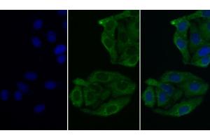 Detection of PRL in Human Hela cell using Monoclonal Antibody to Prolactin (PRL) (Prolactin antibody  (AA 29-227))