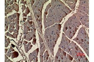 Immunohistochemistry (IHC) analysis of paraffin-embedded Rat Muscle, antibody was diluted at 1:100. (ACTC1 antibody  (N-Term))