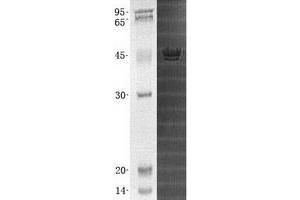 Validation with Western Blot (MBIP Protein (Transcript Variant 2) (His tag))