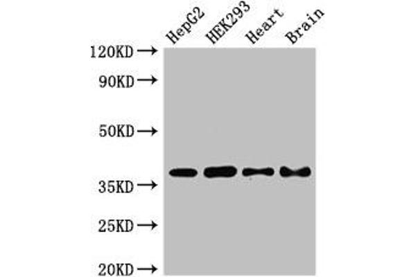PNKD 抗体  (AA 78-243)