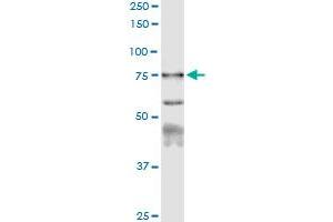 Immunoprecipitation of CAPN1 transfected lysate using anti-CAPN1 MaxPab rabbit polyclonal antibody and Protein A Magnetic Bead , and immunoblotted with CAPN1 purified MaxPab mouse polyclonal antibody (B01P) . (CAPNL1 antibody  (AA 1-714))