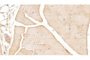 Immunohistochemistry (IHC) image for anti-Dual Specificity Phosphatase 3 (DUSP3) (AA 2-185) antibody (ABIN7426586)