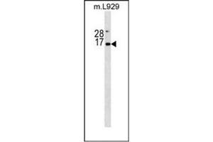 Western blot analysis of Erythropoietin / EPO Antibody (N-term) in mouse L929 cell line lysates (35ug/lane). (EPO antibody  (N-Term))