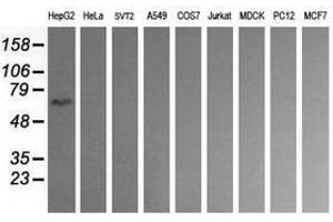 Image no. 2 for anti-CD19 Molecule (CD19) antibody (ABIN1497183) (CD19 antibody)