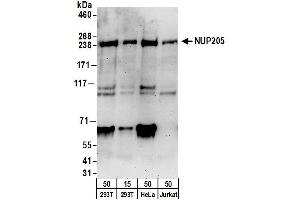 Western Blotting (WB) image for anti-Nucleoporin 205kDa (NUP205) (AA 1750-1800) antibody (ABIN7450513)
