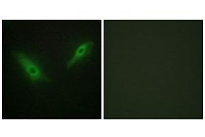 Immunofluorescence (IF) image for anti-KPB1/2 (N-Term) antibody (ABIN1849376) (KPB1/2 (N-Term) antibody)