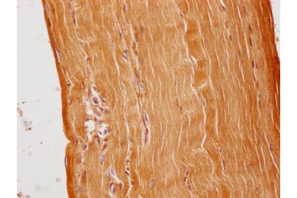 C1QTNF9 antibody  (AA 58-72)
