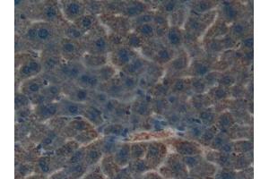 Used in DAB staining on fromalin fixed paraffin- embedded liver tissue (Kallikrein 4 antibody  (AA 32-255))