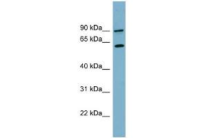 WB Suggested Anti-SLC3A1 Antibody Titration:  0.