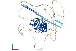 AlphaFold protein structure predicition of Mouse Recombinant Tle4 Protein, UniprotID Q62441