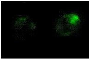 Immunofluorescence (IF) image for anti-Fas Ligand (TNF Superfamily, Member 6) (FASL) antibody (ABIN187289) (FASL antibody)
