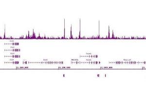 Ikaros antibody (mAb) (Clone 2A9) tested by ChIP-Seq. (IKZF1 antibody  (N-Term))