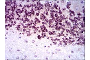 Immunohistochemistry (IHC) image for anti-Nuclear Receptor Subfamily 6, Group A, Member 1 (NR6A1) (AA 65-118) antibody (ABIN969579)