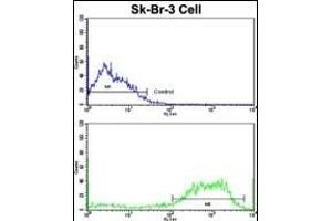 Flow cytometric analysis of SK-Br-3 cells using ABI1 Antibody (N-term)(bottom histogram) compared to a negative control cell (top histogram). (ABI1 antibody  (N-Term))