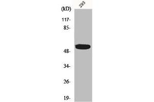 IP6K3 anticorps  (Internal Region)