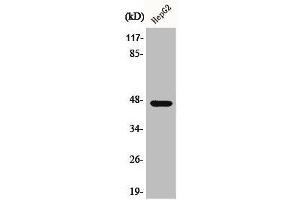 Western Blot analysis of COLO205 cells using AKAP 79 Polyclonal Antibody (AKAP5 antibody  (N-Term))