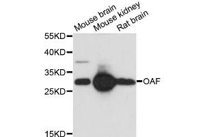 Western blot analysis of extracts of various cell lines, using OAF antibody. (OAF antibody)