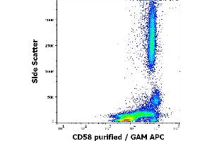 CD58 antibody