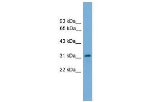 PIGL antibody used at 1 ug/ml to detect target protein.