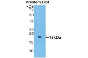 Western Blotting (WB) image for anti-Platelet-Derived Growth Factor C (PDGFC) (AA 235-345) antibody (ABIN1860161) (PDGFC antibody  (AA 235-345))
