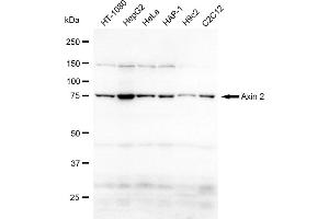 anti-Axin 2 (AXIN2) antibody