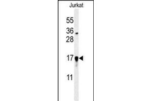 Western blot analysis of GLRX5 Antibody (C-term) (ABIN651225 and ABIN2840140) in Jurkat cell line lysates (35 μg/lane).