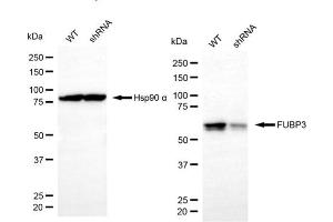 Western blotting analysis using FUBP3 antibody (ABIN7798567).
