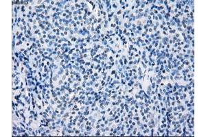 Image no. 1 for anti-Fc Fragment of IgG, Low Affinity IIa, Receptor (CD32) (FCGR2A) antibody (ABIN1497259) (FCGR2A antibody)