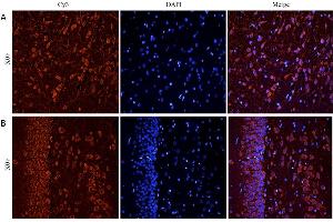 ABIN5539917 (5ug/ml) staining of paraffin embedded Rat Cerebral Cortex (A) and Rat Hippocampus (B), CRY-staining with DAPI nuclear counter stain in blue. (CHRNA7 antibody  (Internal Region))